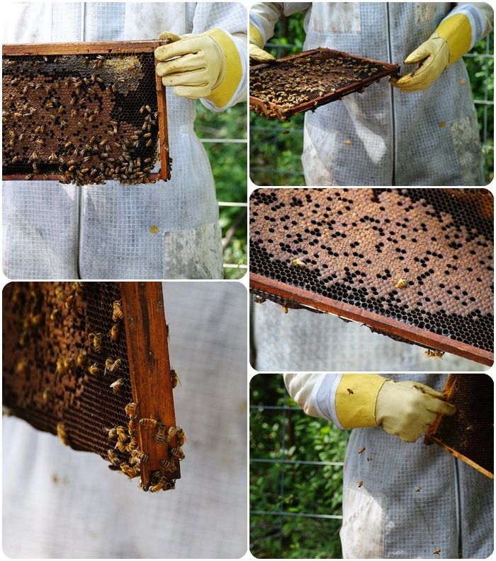 beekeeping classes ::: bake at 350 blog