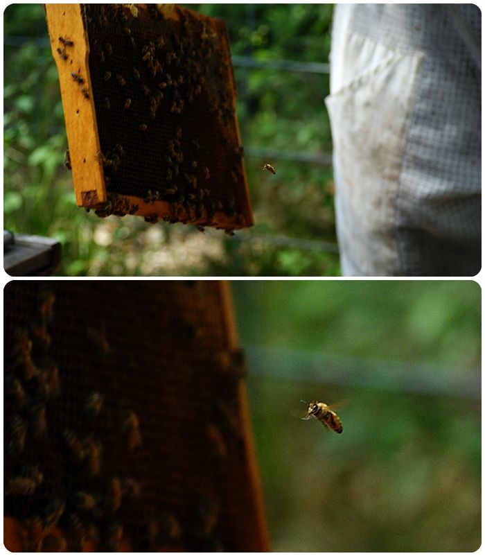 beekeeping classes ::: bake at 350 blog