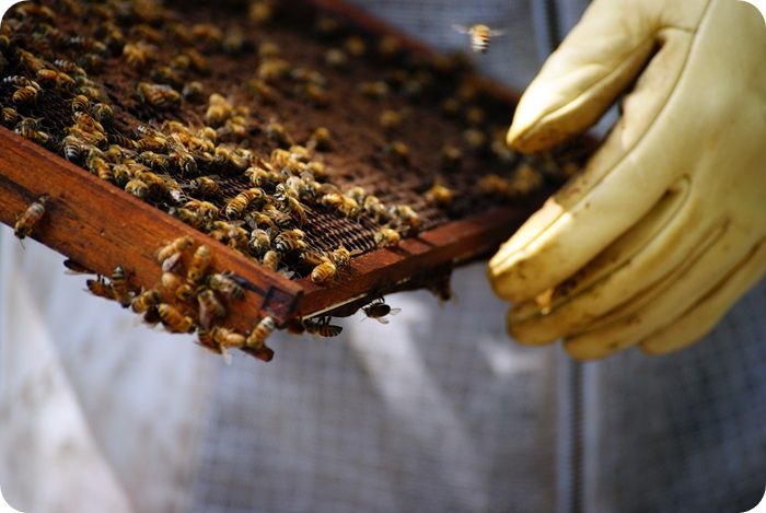 beekeeping classes ::: bake at 350 blog