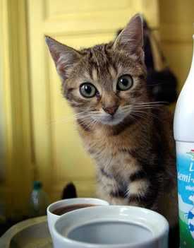 GATO CAFE gato cafe: