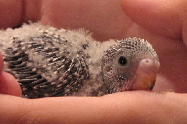 IMG_2188.jpg?t=1257438500