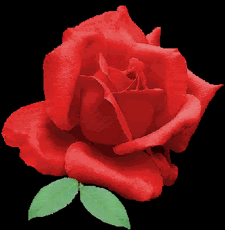 big red rose Pictures, Images and Photos