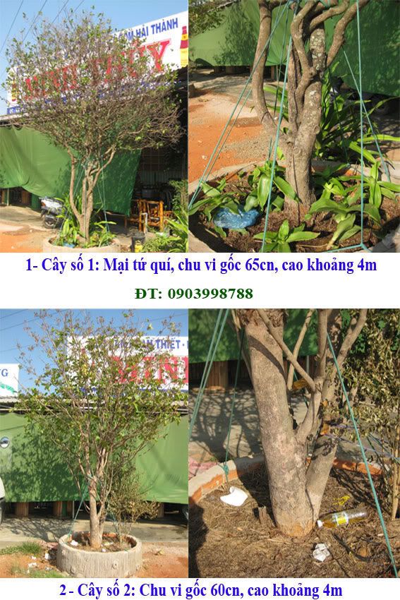 2-cay-Minh-Thuy.jpg