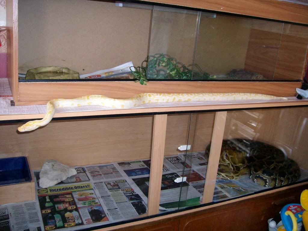 NW England albino burm and viv W.yorkshire halifax Reptile Forums