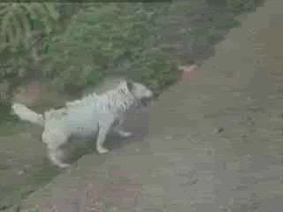 [Image: 263801_dogslide.gif]