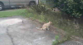 funny-gif-cat-catches-pigeon.gif