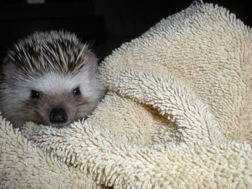 User submitted image