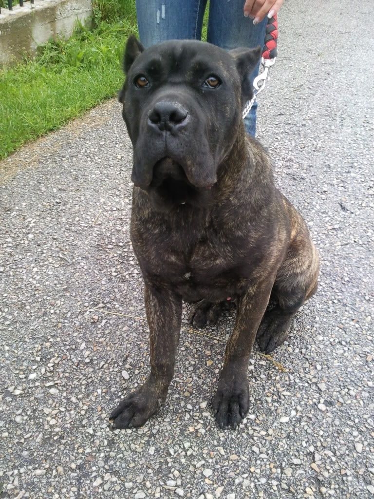 slike cane corso