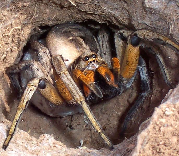 Scary Fucking Spider. Pictures, Images and Photos