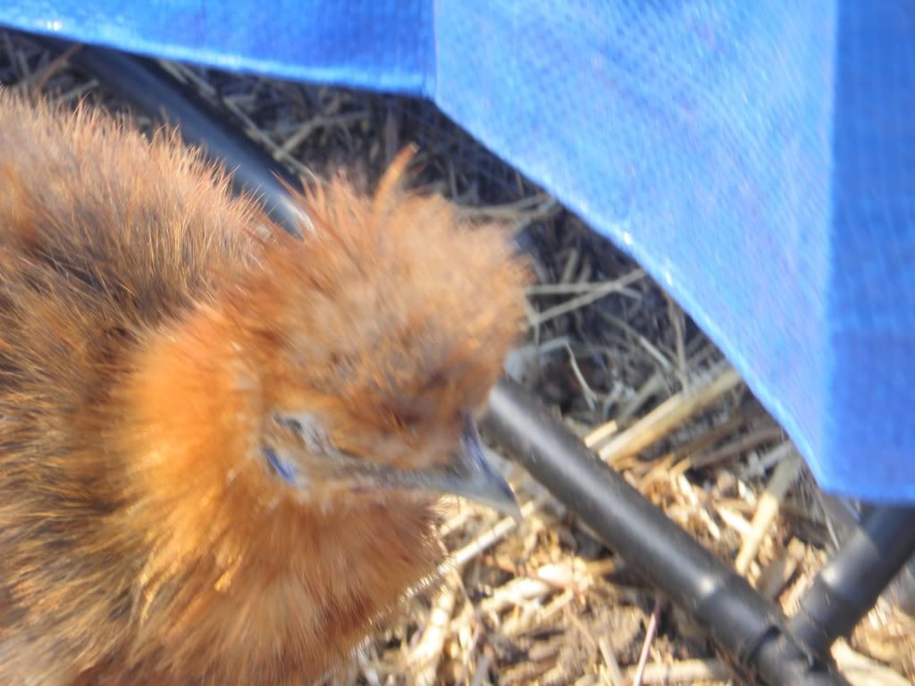 silkie colours