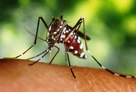 Images_mosquito-aedes-aegypti.jpg