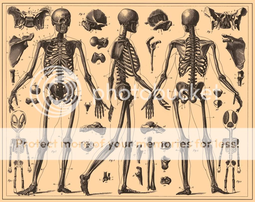 HERE IS A BEAUTIFUL REPRODUCTION PRINT OF VINTAGE FULL SKELETAL