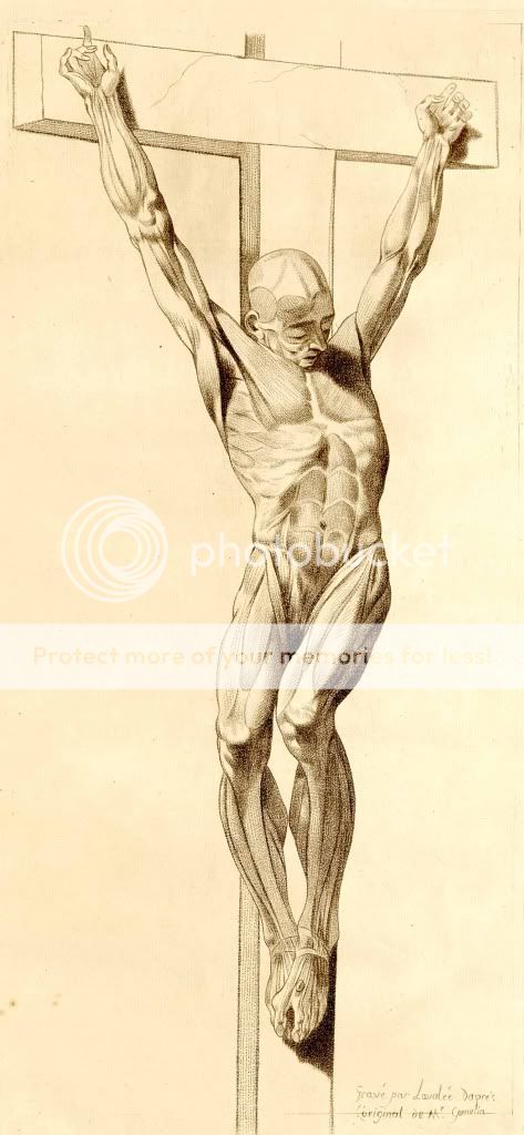 HERE IS A BEAUTIFUL REPRODUCTION PRINT OF VINTAGE HUMAN ANATOMY ON